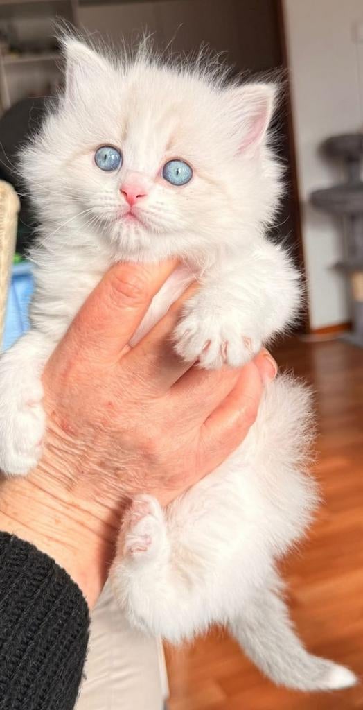 Ragdoll