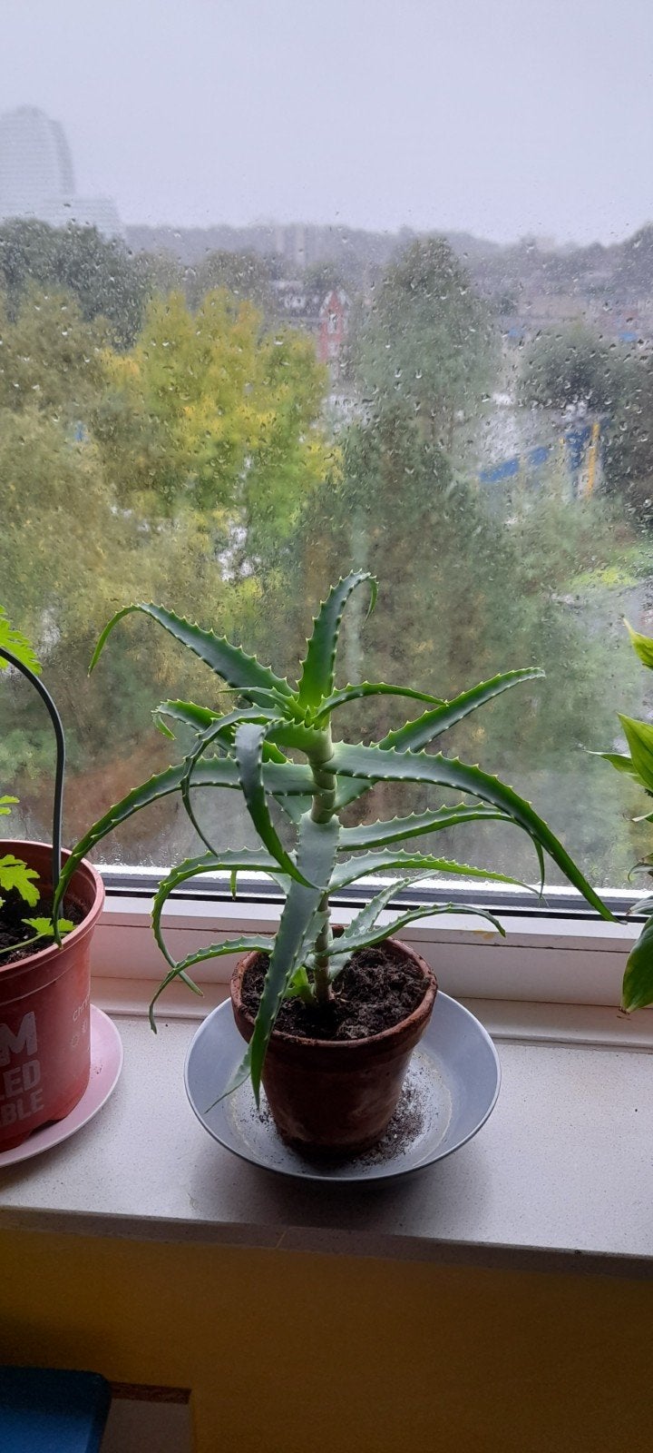 Aloë Vera plant in terra cotta  pot, 40cm hoog, Tuin en Terras, Volle zon, Vaste plant, Bloeit niet, Ophalen