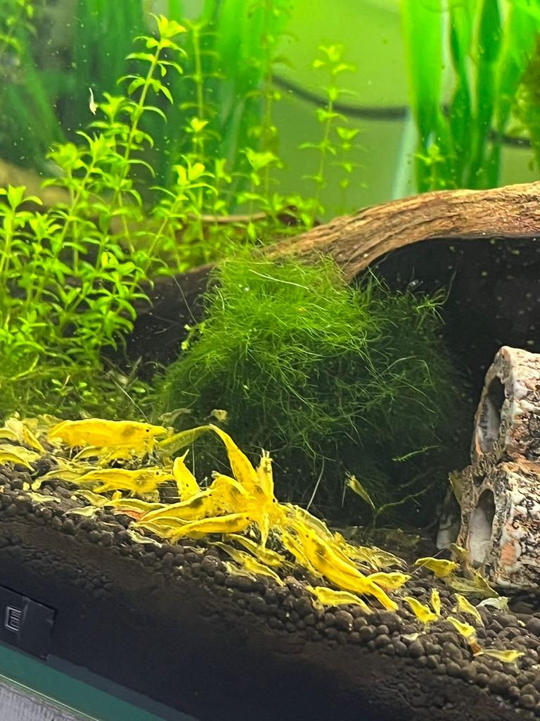 Yellow Neon Fire Backstripe garnaal - 25L aquarium, Kreeft, Krab of Garnaal, Zoetwatervis, Schoolvis