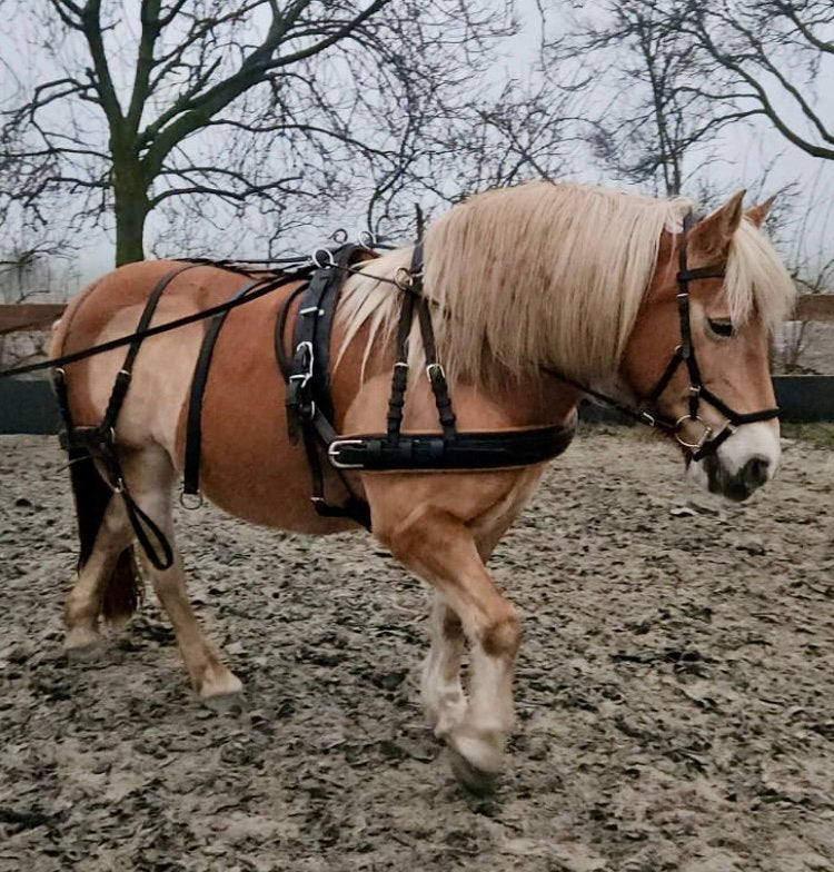 Tuig, Ophalen, Gebruikt, Recreatie