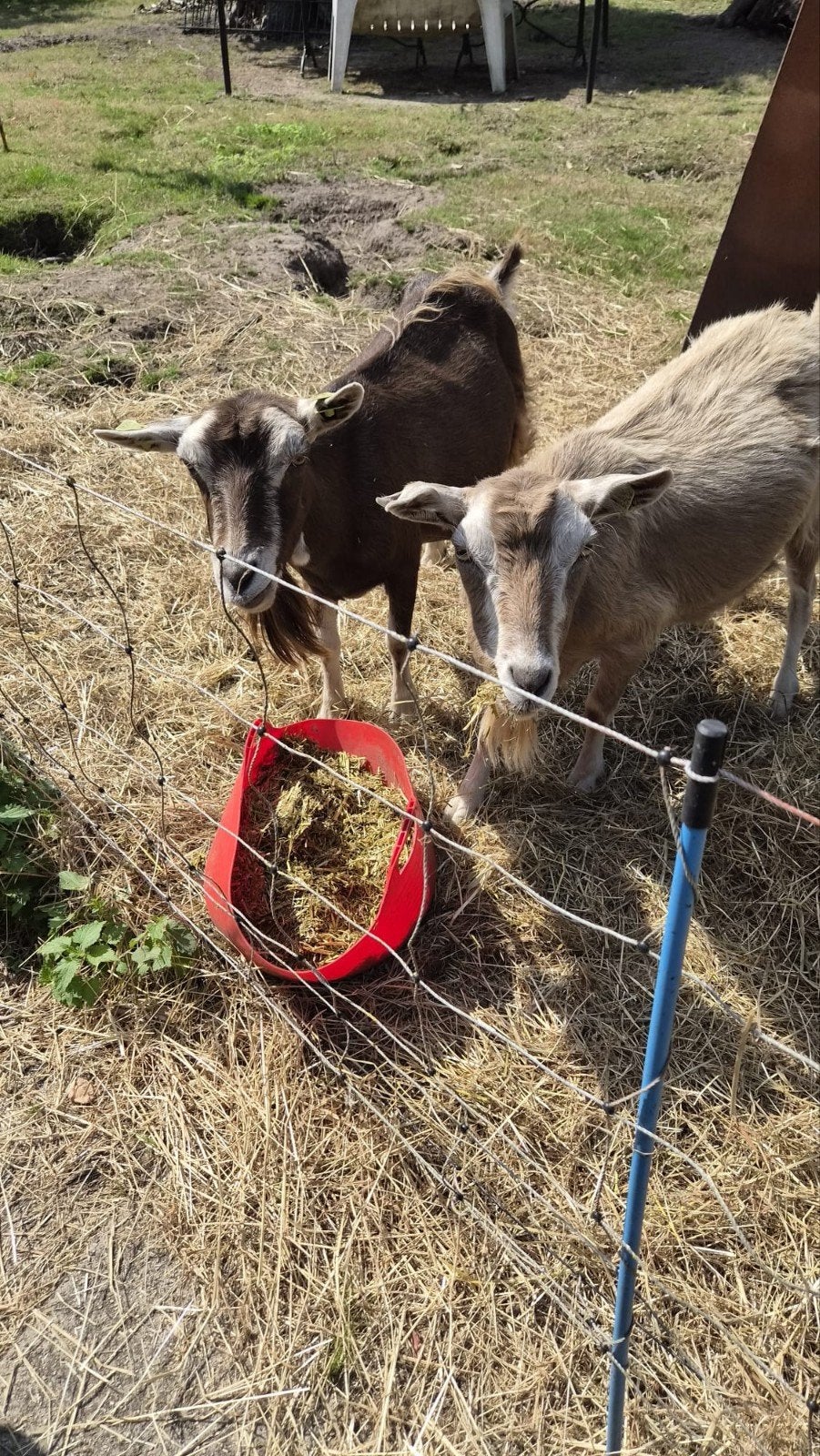 twee toggenburger geiten, Meerdere dieren, Geit
