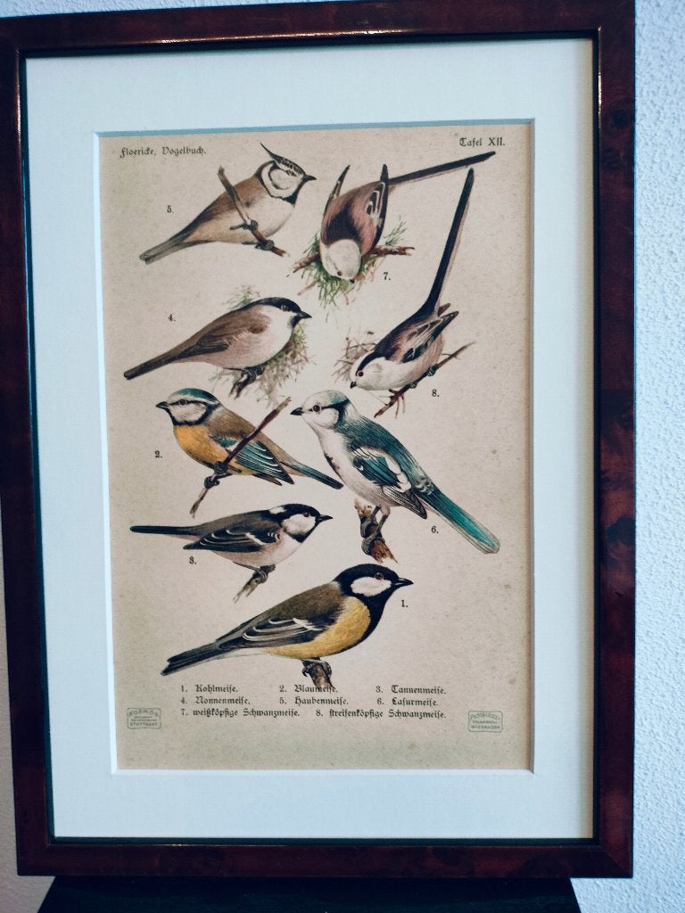 Litho Floericke Koolmees Kuifmees Zwarte- Pimpelmees 1922, Ophalen of Verzenden