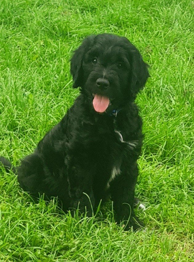 Goldendoodle pups! zwart wit!, Golden retriever, CDV (hondenziekte), 8 tot 15 weken, Meerdere