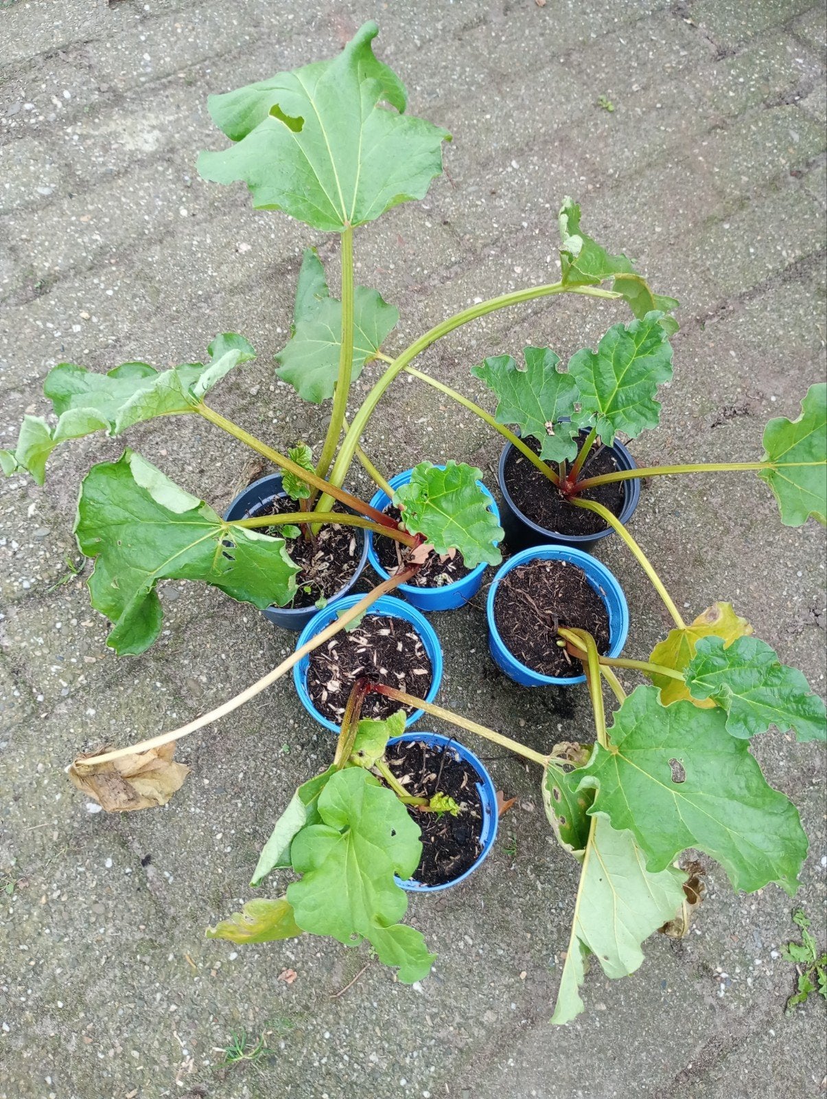 rabarber planten, Tuin en Terras, Ophalen, Minder dan 100 cm, Overige soorten, Volle zon