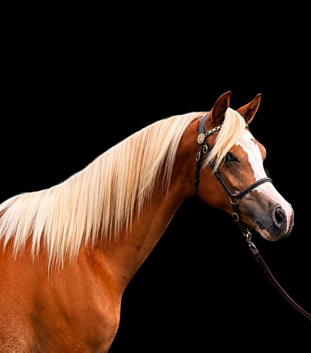 Megaknappe welsh B pony, Dieren en Toebehoren, Pony's, Merrie, Niet van toepassing, 0 tot 2 jaar