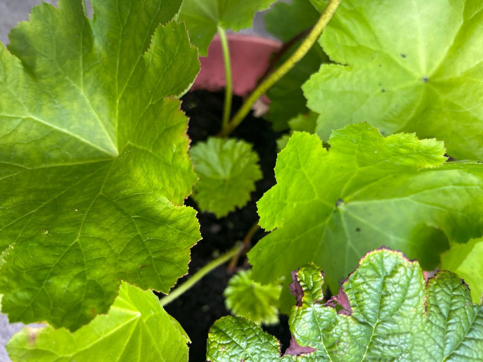 DARMERA TWEE PLANTEN Groter gegroeid!!NU KOPEN, Ophalen, Overige soorten, Volle zon