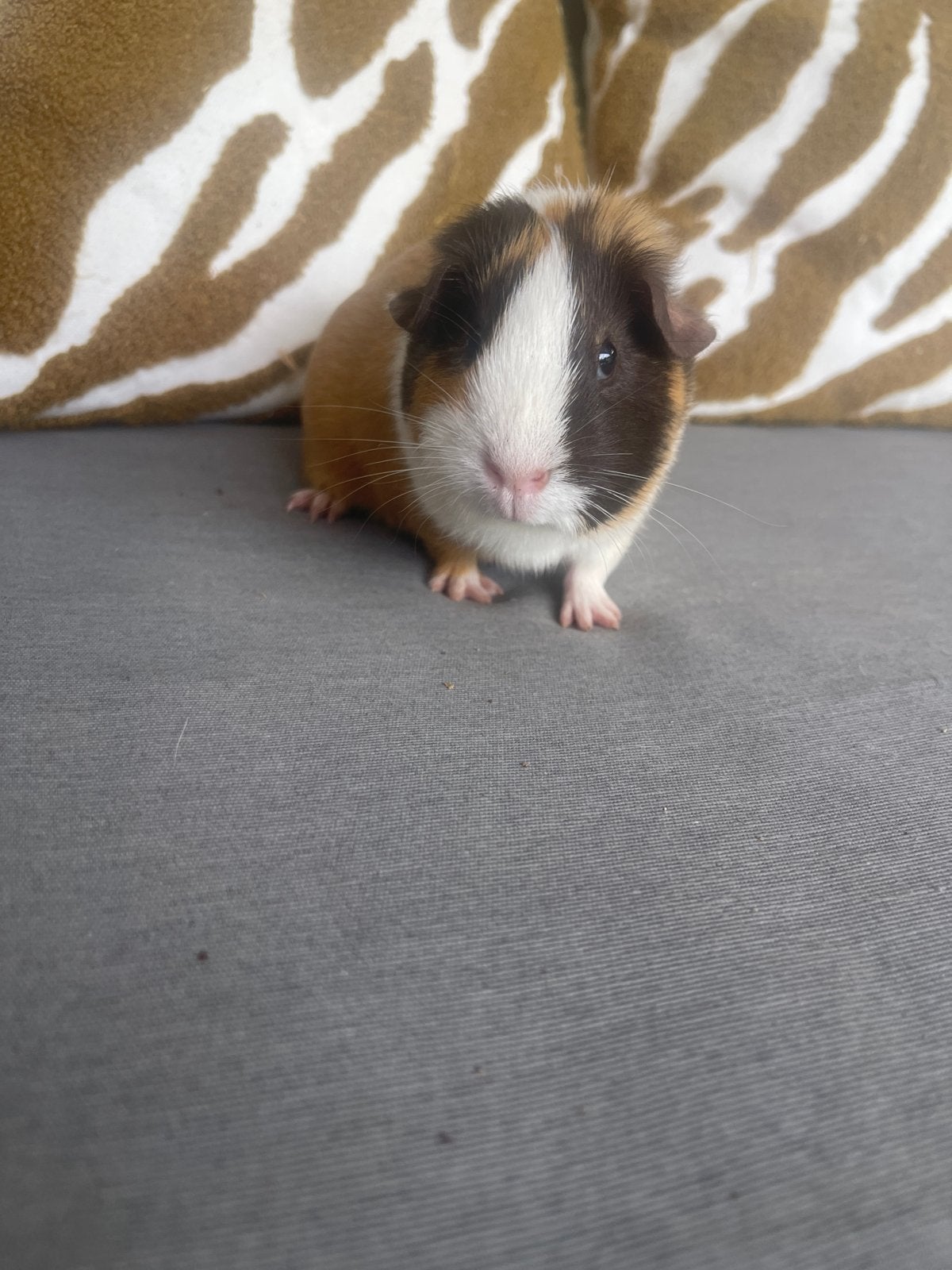 2 mooie jongens cavia en een mooie witte cavia ze zijn jong, Geslacht onbekend, Tam, Maart, Cavia
