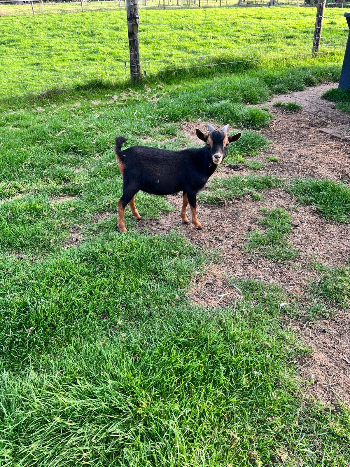 Black&Tan dwergbokje, Dieren en Toebehoren, Mannelijk, Geit
