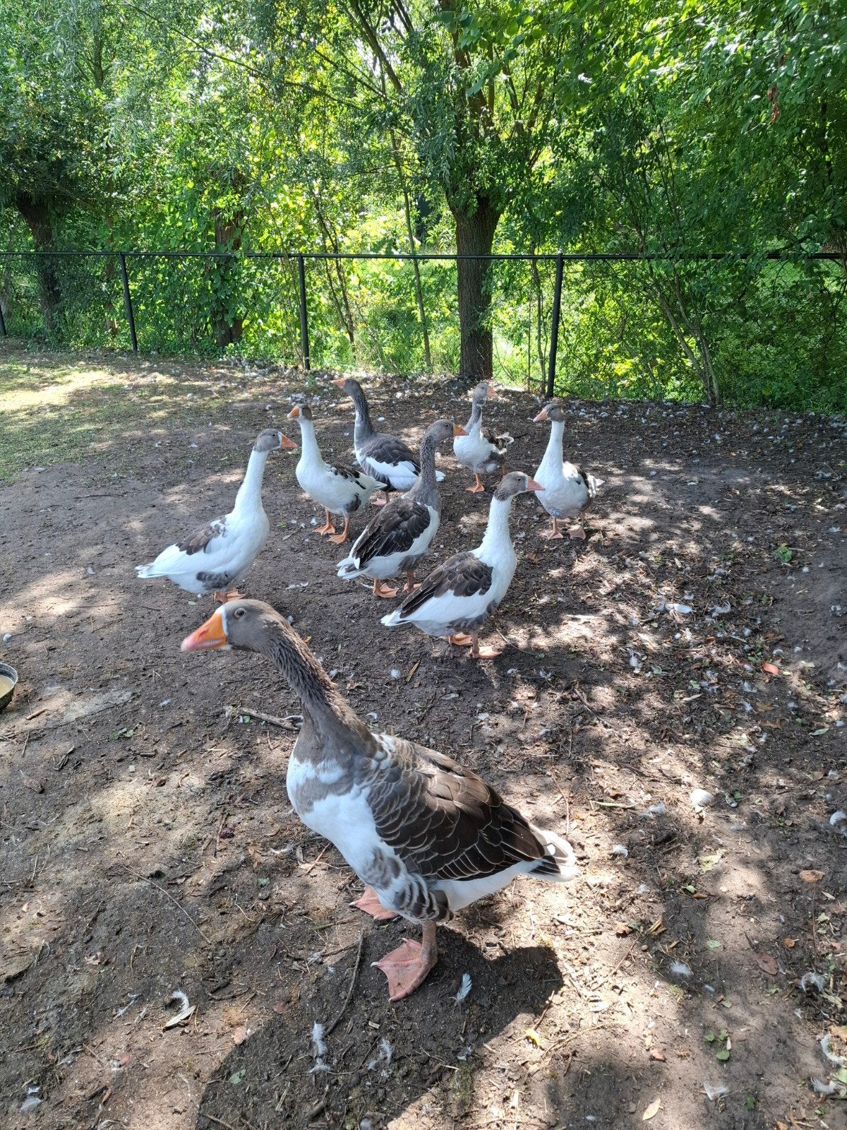 Twentse landgans, Dieren en Toebehoren, Meerdere dieren, Gans of Zwaan