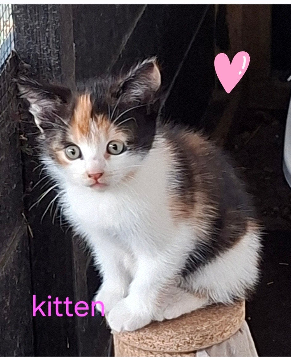 Lieve knuffelkittens, Meerdere dieren, Ontwormd, 0 tot 2 jaar