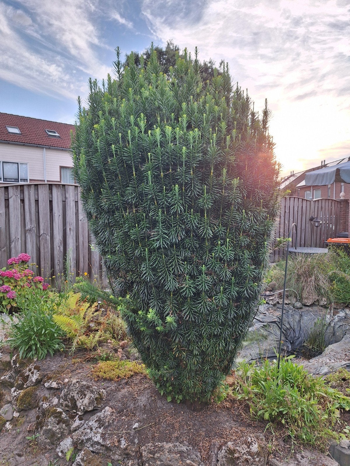 Taxus Baccata - 2,5 tot 3 meter hoog - Zelf uitgraven, Tuin en Terras, Ophalen