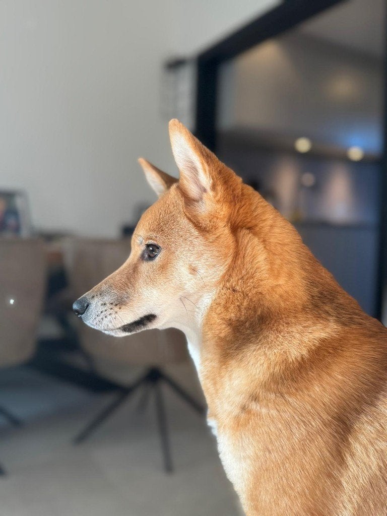 Shiba Inu Reu (14 mnd), Dieren en Toebehoren, Parvo, 1 tot 2 jaar, Eén hond, Nederland