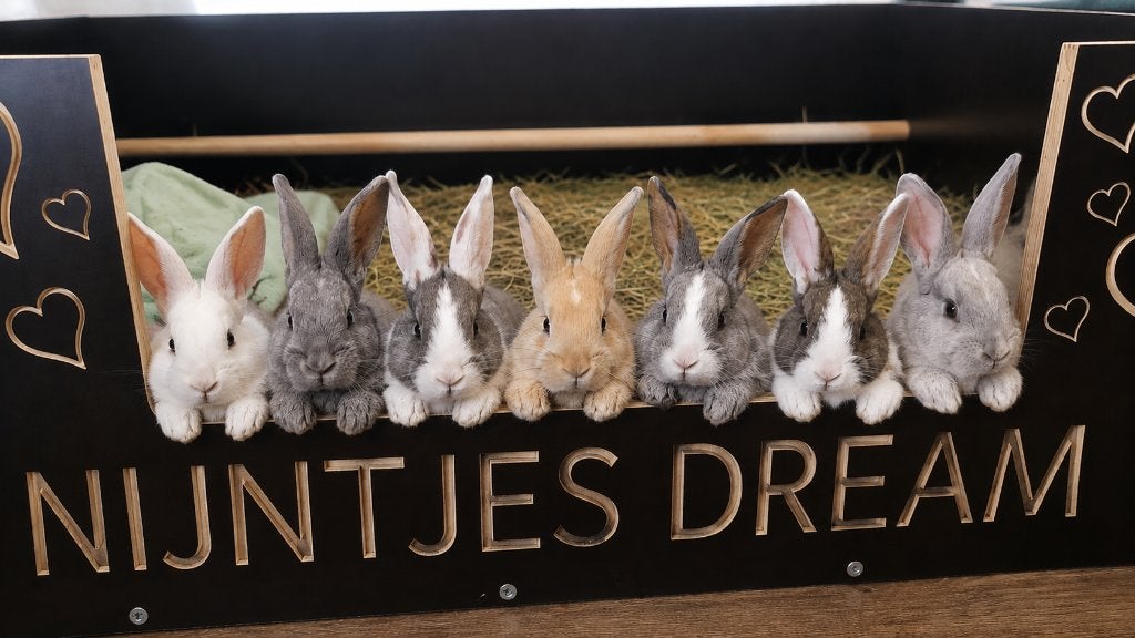 Duitse reuzen :-), Meerdere dieren, Groot, 0 tot 2 jaar