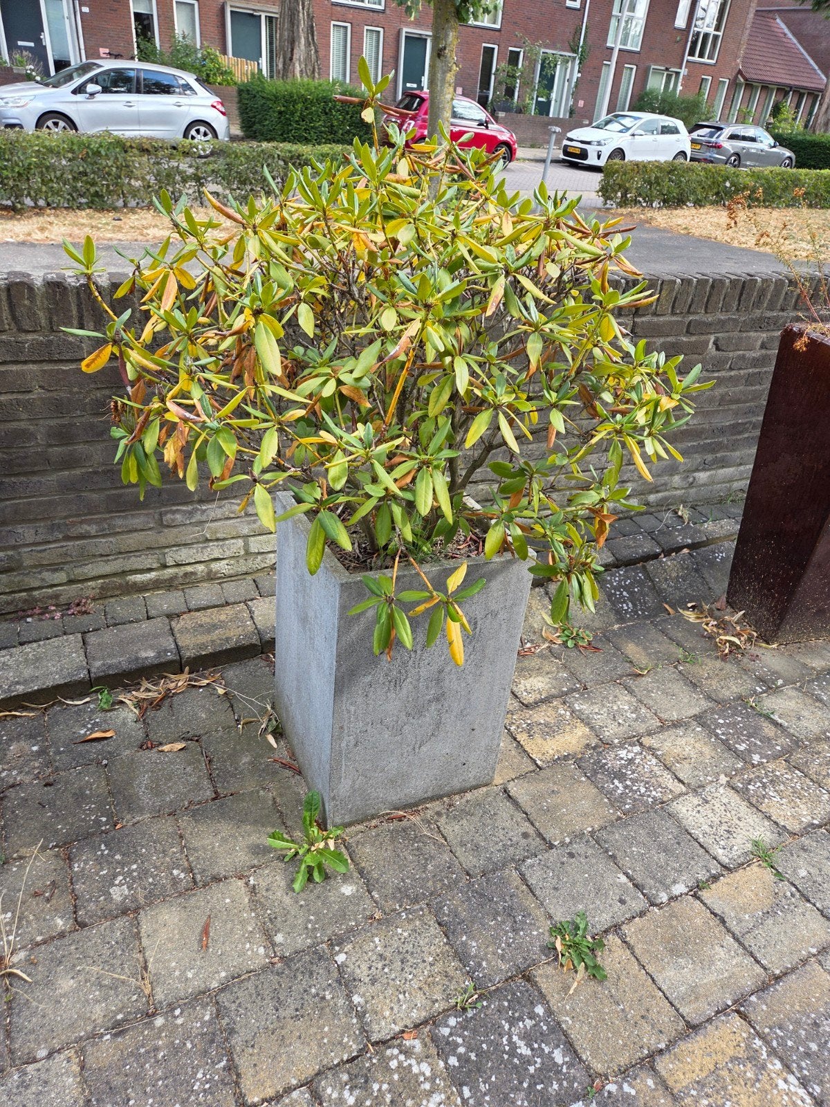 Gratis plant in zware pot, Ophalen, Rond, Minder dan 30 cm