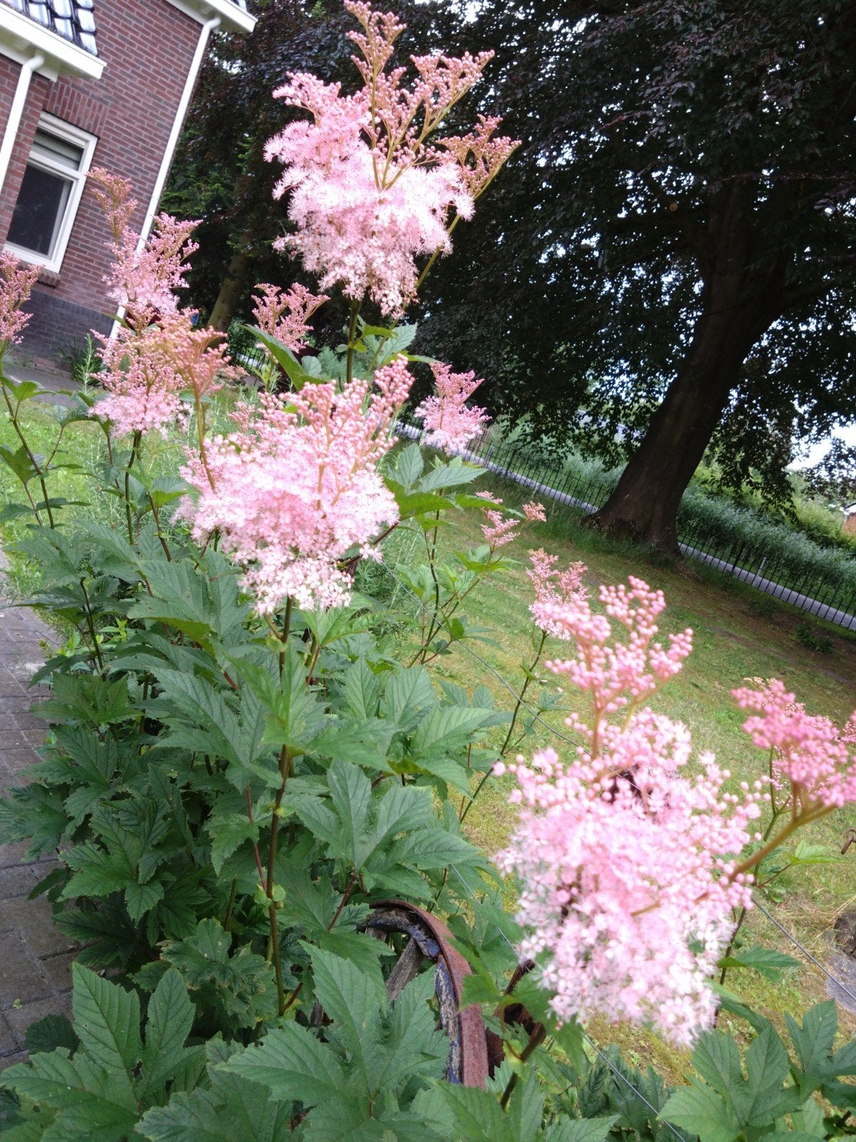 Spirea roze, Tuin en Terras, Volle zon, Vaste plant, Zomer, Ophalen