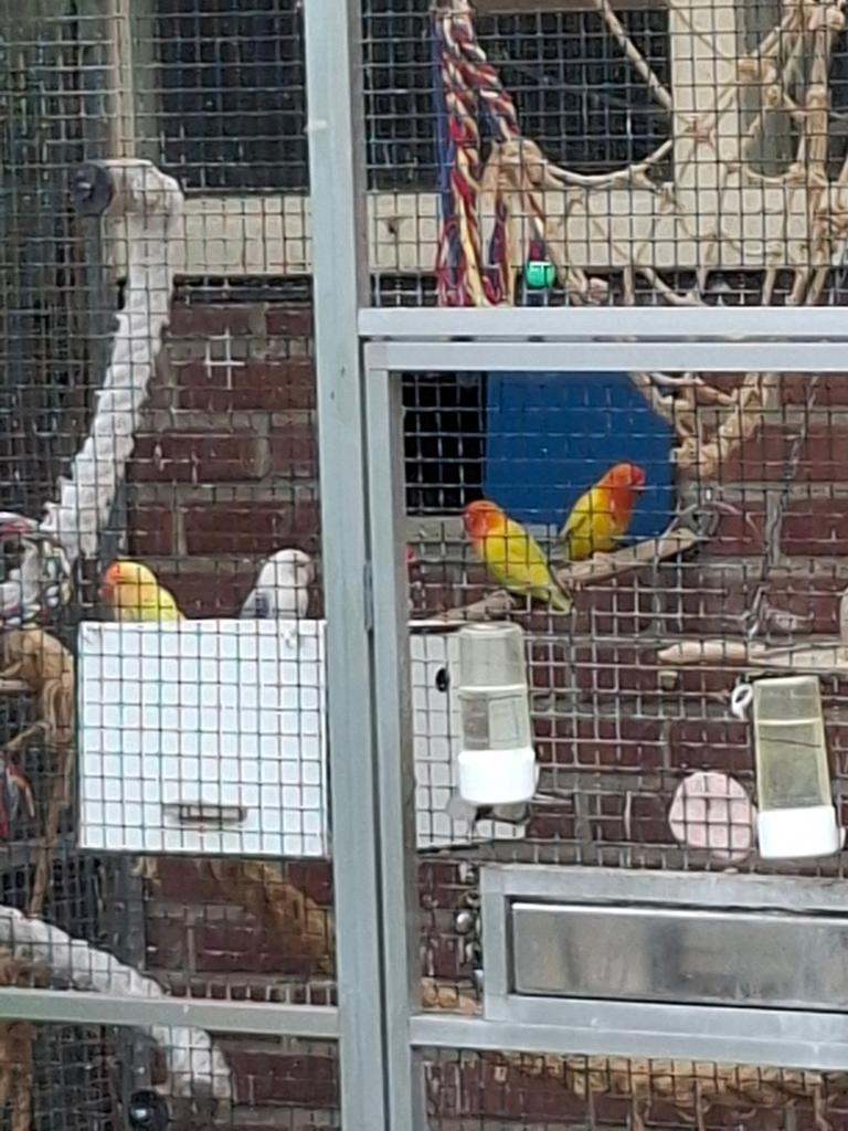 4 pale fallow fischerie, Dieren en Toebehoren, Vogels | Parkieten en Papegaaien, Meerdere dieren, Dwergpapegaai of Agapornis