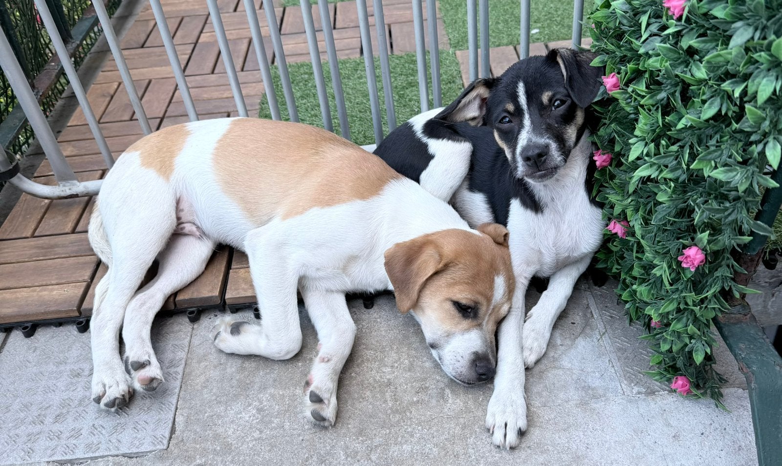 1 puppy te koop, Dieren en Toebehoren, Honden | Niet-rashonden, 15 weken tot 1 jaar, Reu, Meerdere, Klein
