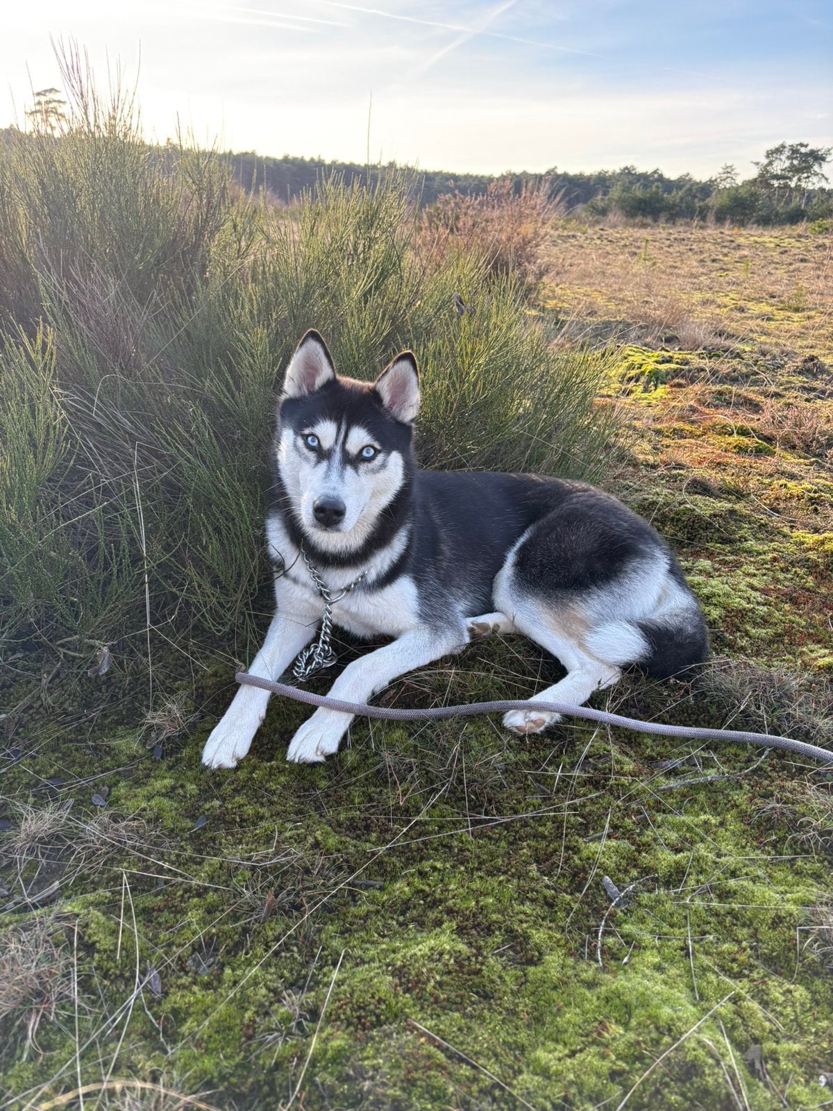 Husky teefje, Parvo, België, Particulier, 1 tot 2 jaar