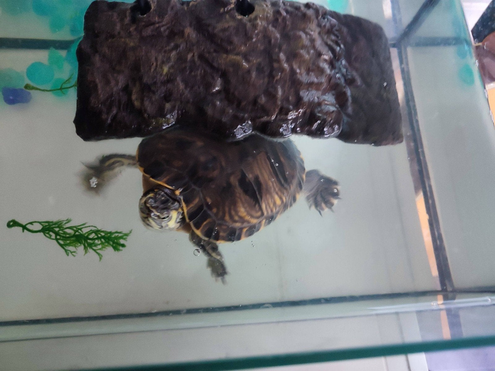 Waterschildpad Turtle photo 6