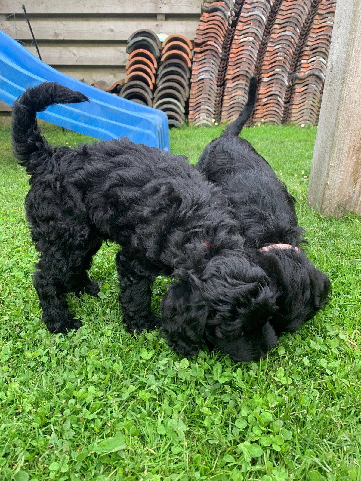 Nog twee Labradoodlepups, Overige rassen, 8 tot 15 weken, Parvo, Meerdere