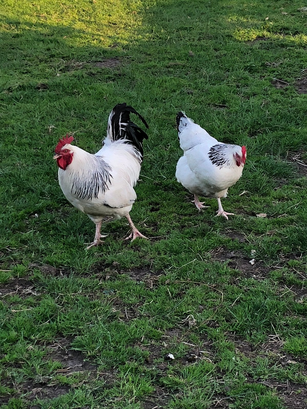 Sussex kippen, Dieren en Toebehoren, Pluimvee, Meerdere dieren, Kip