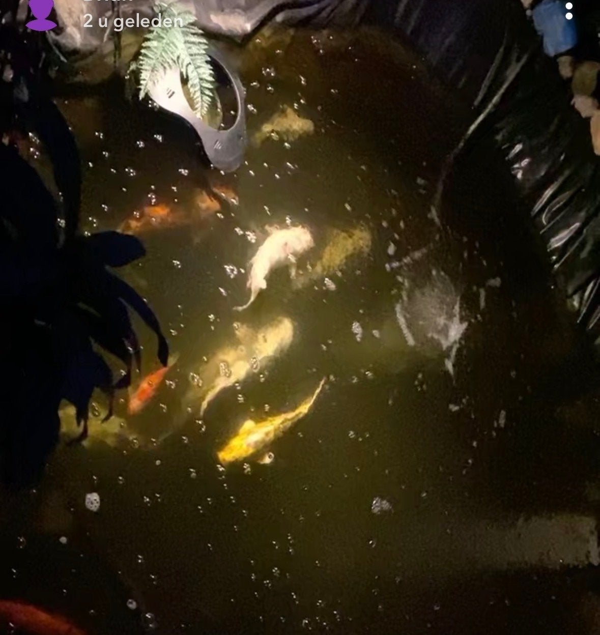 Carpers, Karper of Koi
