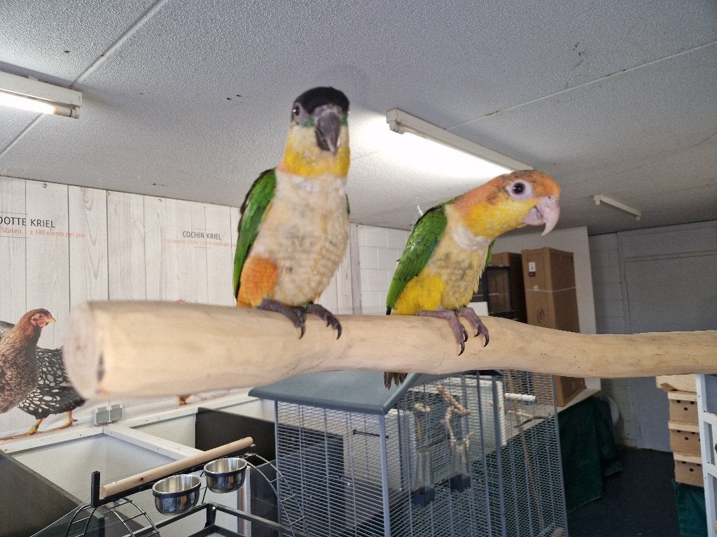 Tamme Caiques | Handtam | Pionites Papegaai | Goed advies, Meerdere dieren, Papegaai, Tam