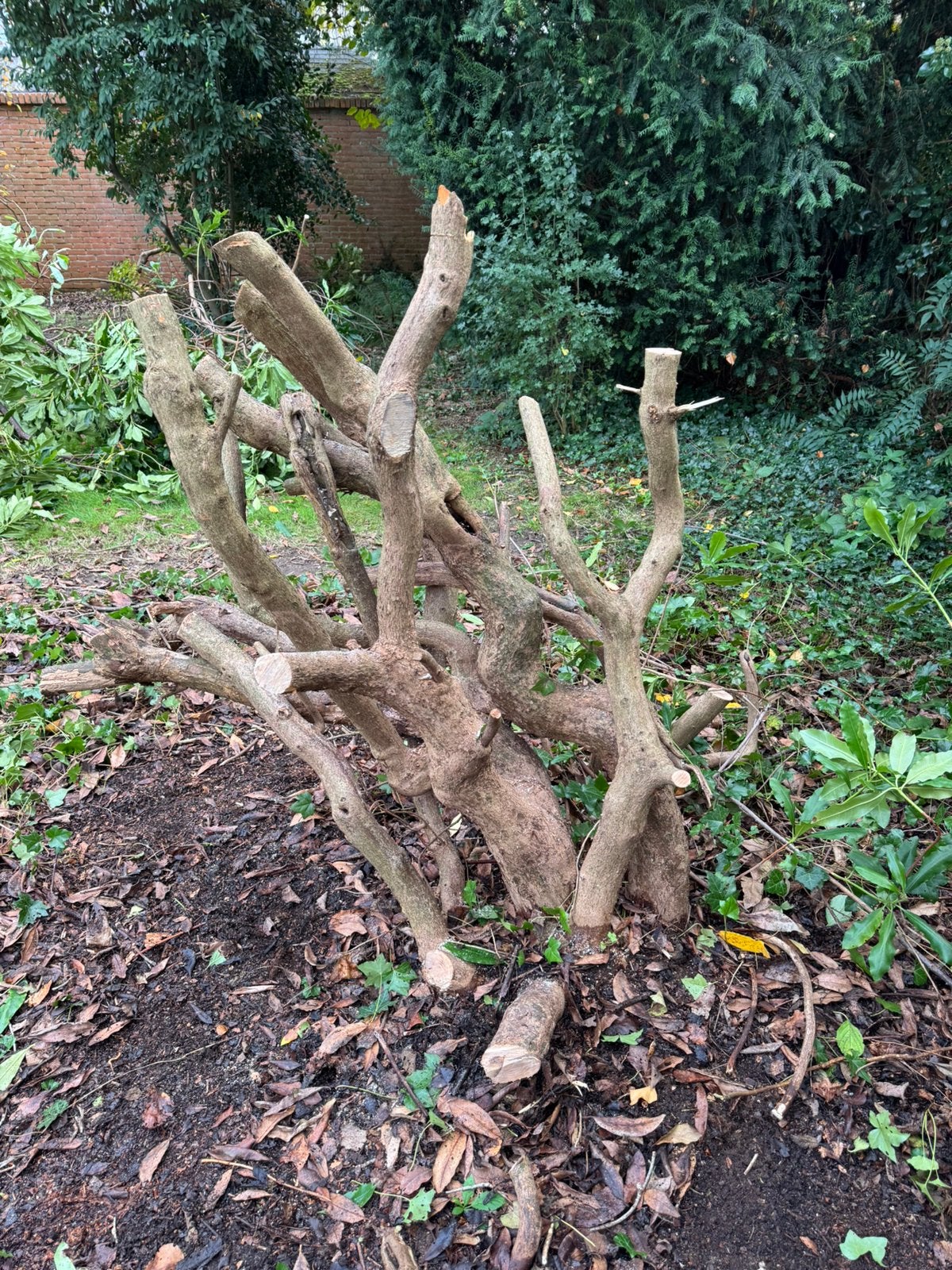 Rhododendron al uitgegraven, Ophalen, Lente, Halfschaduw