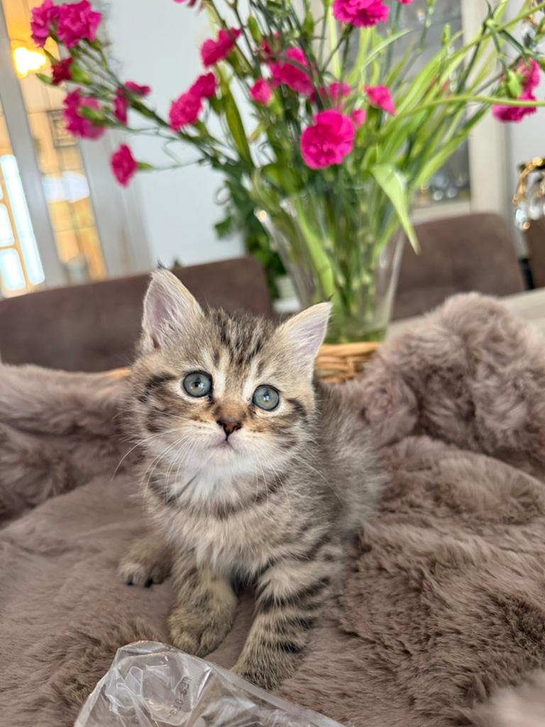 Lieve kittens kruising Perzische L.h en Europese K.h 🐾, Meerdere dieren, 0 tot 2 jaar