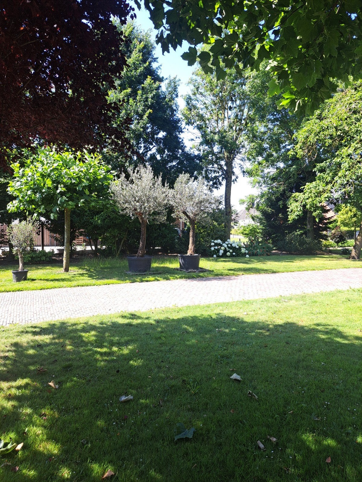 Olijfbomen