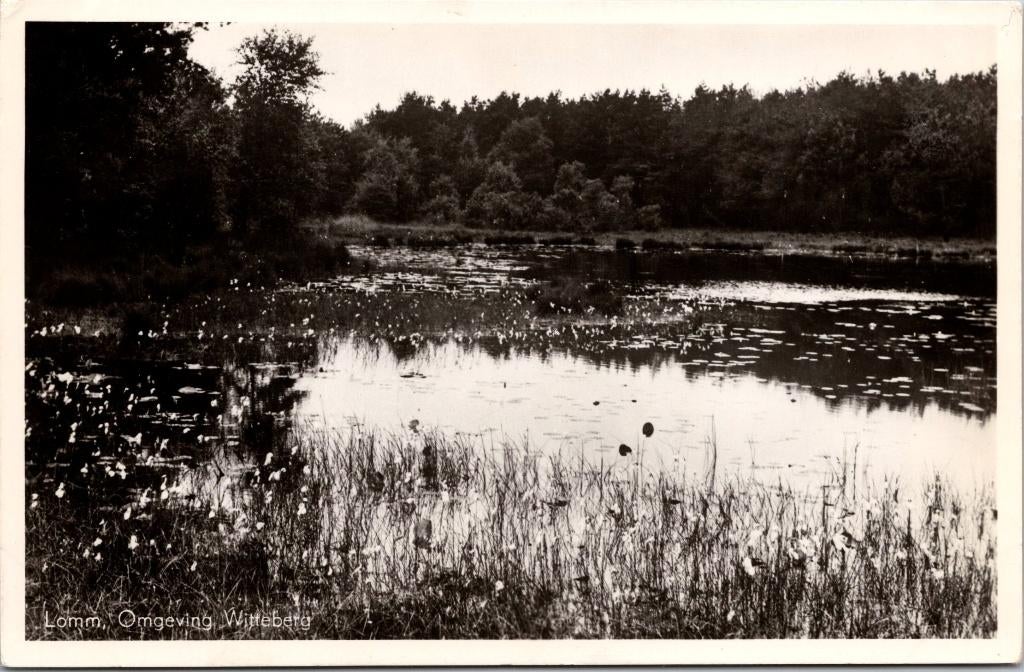 Lomm - Omgeving Witteberg (1953), Verzenden, 1940 tot 1960, Gelopen, Limburg