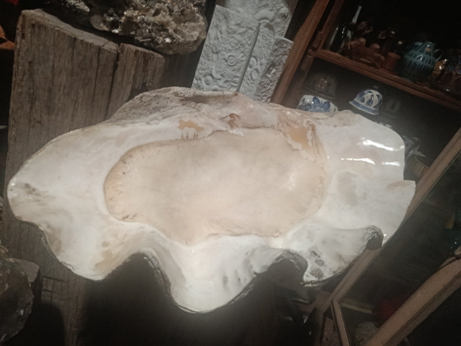doopvontschelp tridacna mega exemplaar, Verzamelen, Ophalen