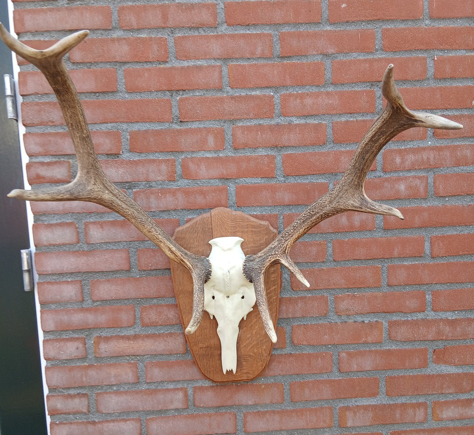 Groot hertengewei, kunstschedel op schild - Decoratie, Ophalen of Verzenden, Gebruikt, Hert, Gewei of Kop
