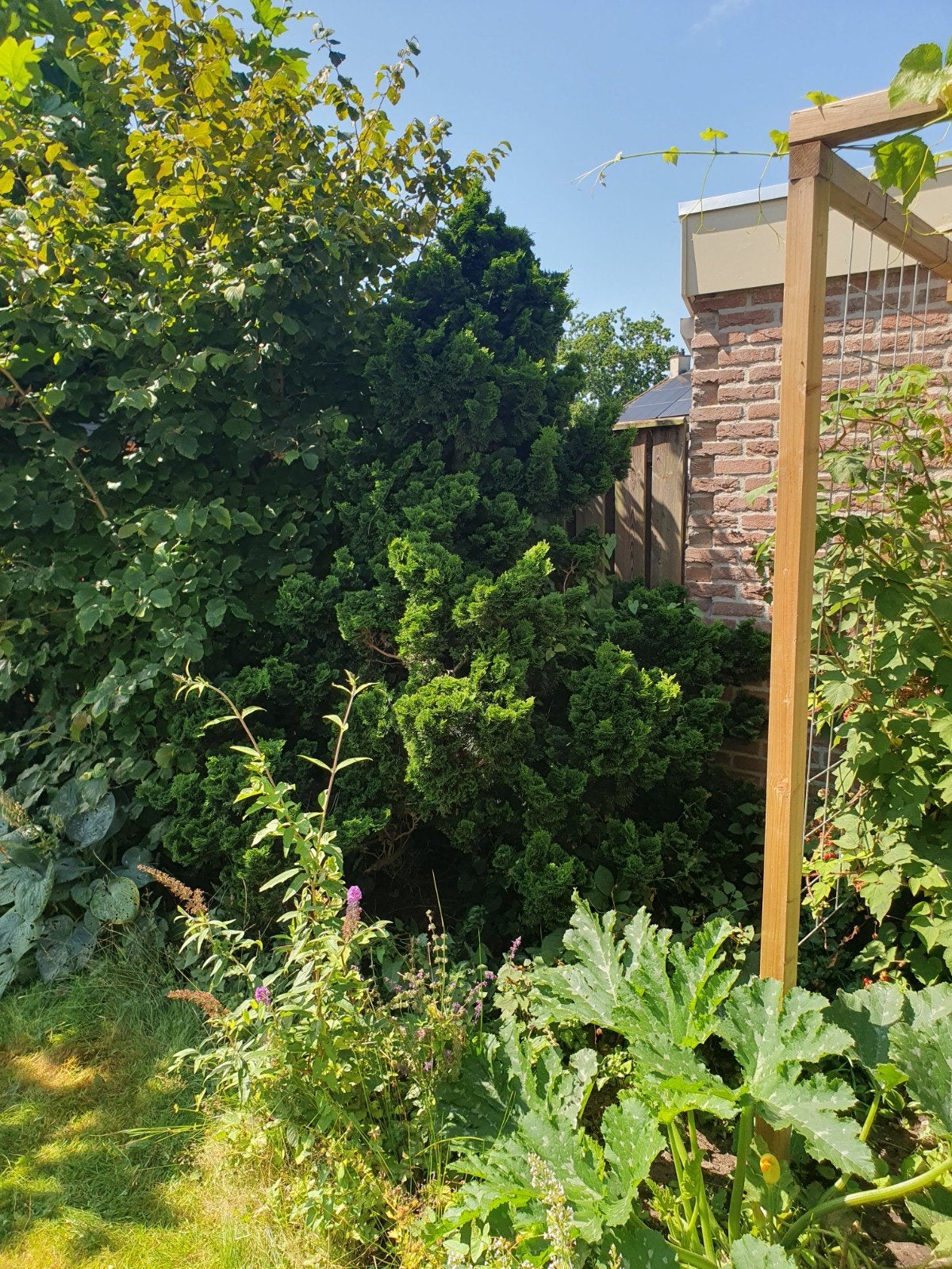 Grote conifeer van ongeveer 3 meter hoog, Volle zon, Vaste plant, Bloeit niet, Ophalen