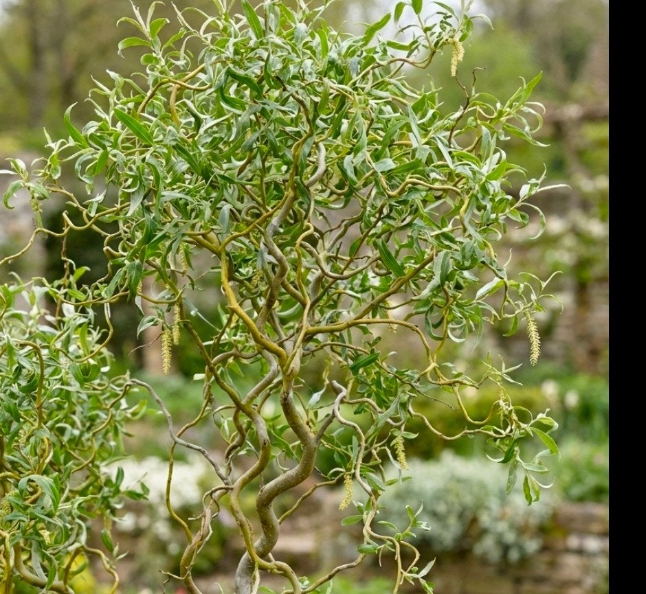 salix babolonysche turtuosa (kronkelwilg), Bloeit niet, 250 tot 400 cm, Zuilboom, Ophalen
