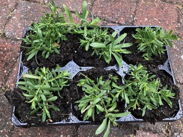 kruipaster in tray 6 planten , vaste plant , bodembedekker, Ophalen of Verzenden, Vaste plant, Overige soorten, Volle zon