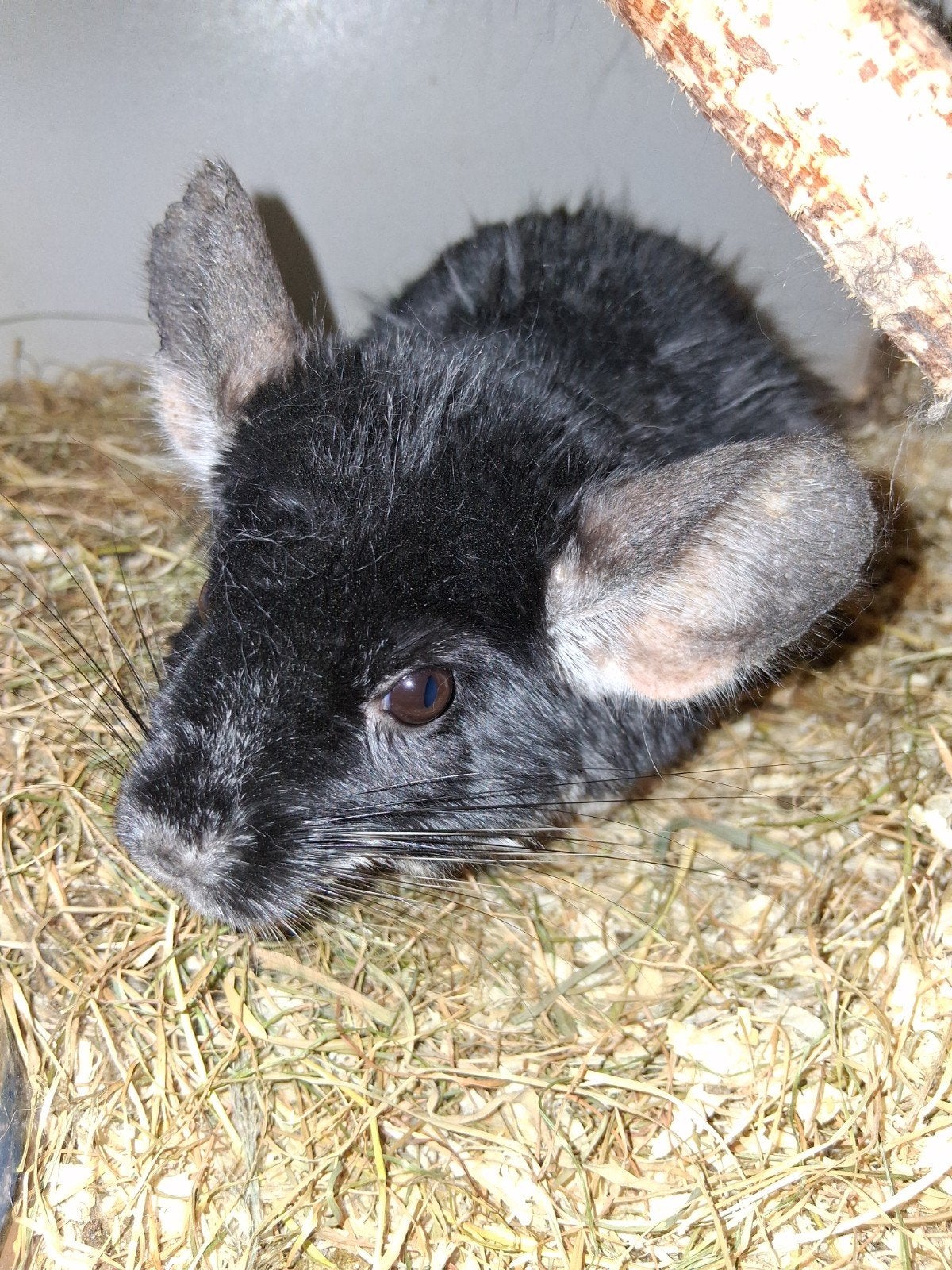 Tk chinchilla black pearl, Dieren en Toebehoren, Oktober, Mannelijk, Chinchilla