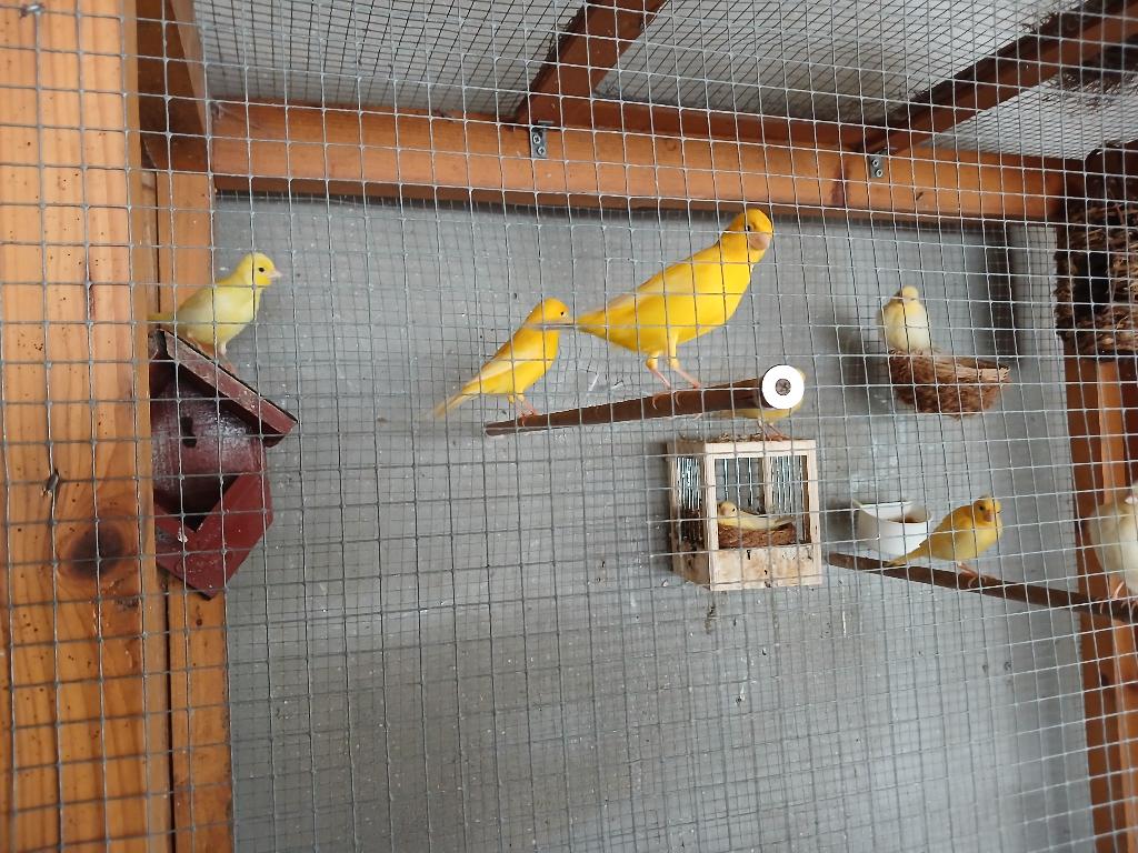 Gele kanaries, Dieren en Toebehoren, Vogels | Kanaries, Meerdere dieren, Kleurkanarie