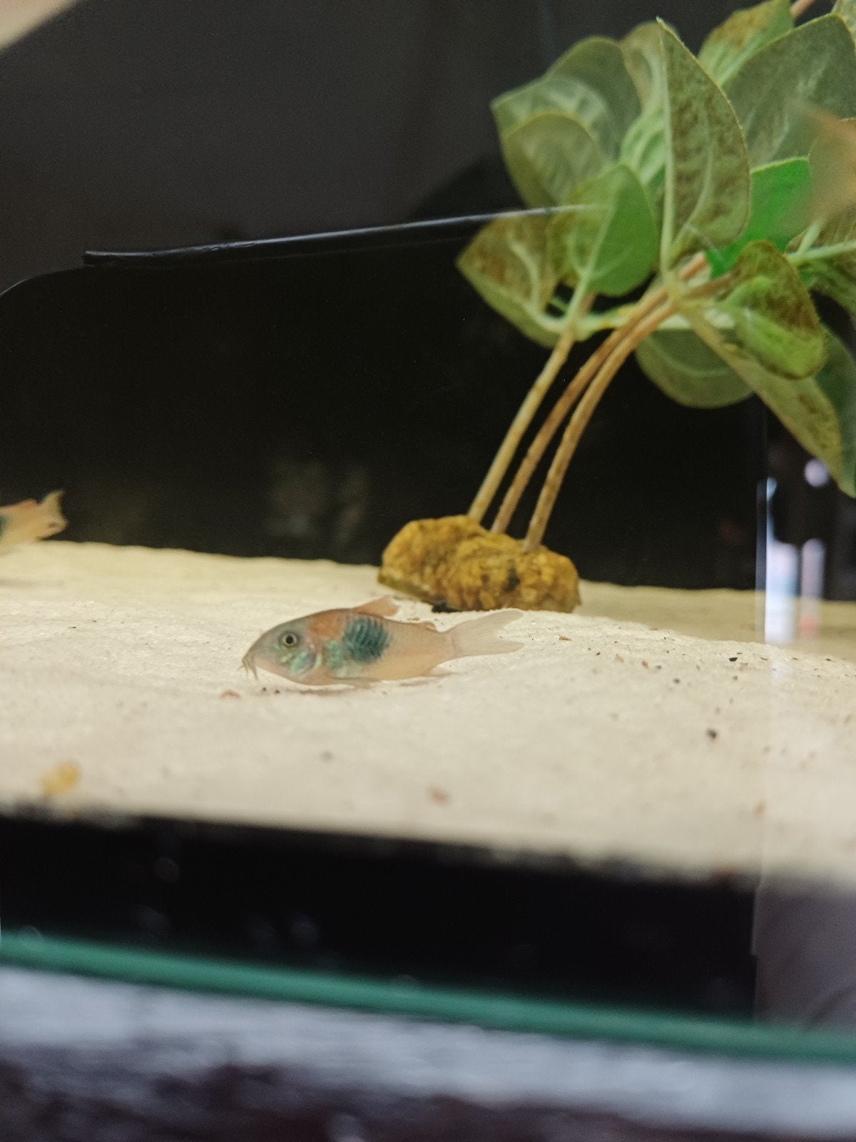 corydora veneuzela orange, Vis