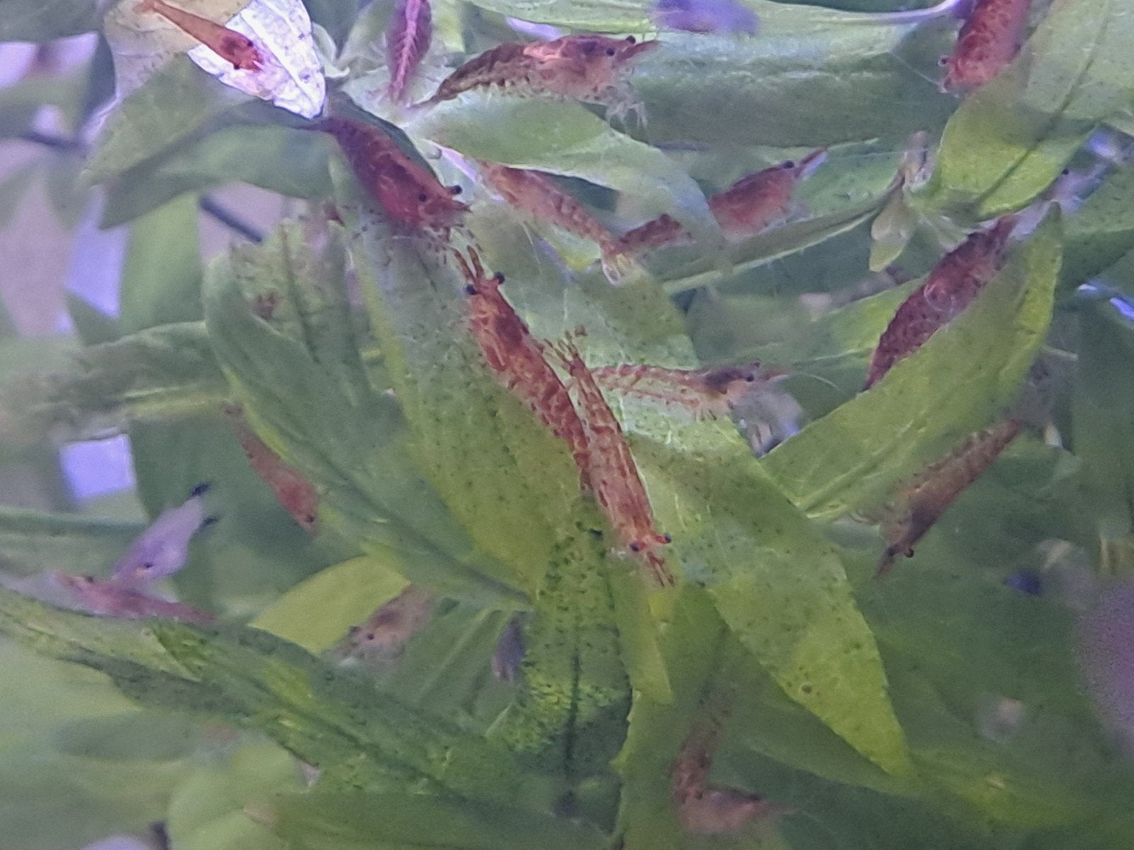 Vuurgarnalen, Dieren en Toebehoren, Vissen | Aquariumvissen, Kreeft, Krab of Garnaal