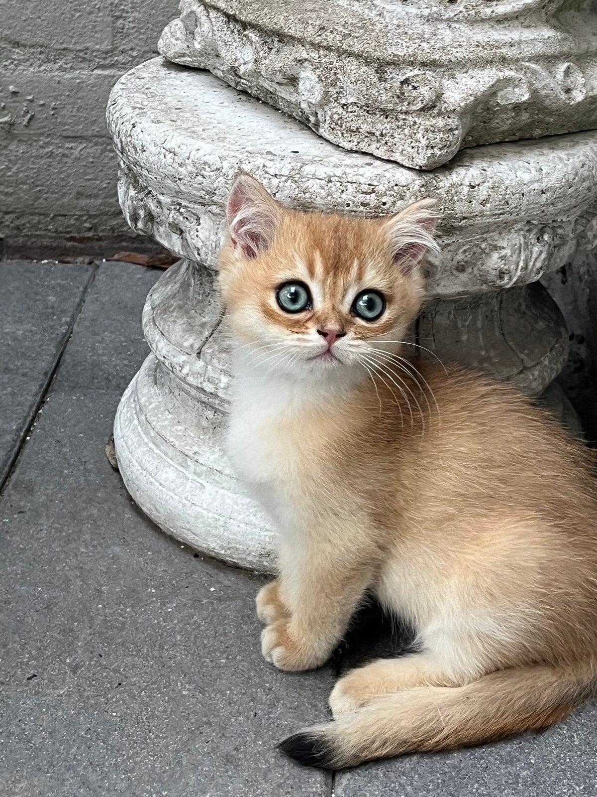 Britse korthaar en langhaar kittens met stamboom, Meerdere dieren, Met stamboom, 0 tot 2 jaar