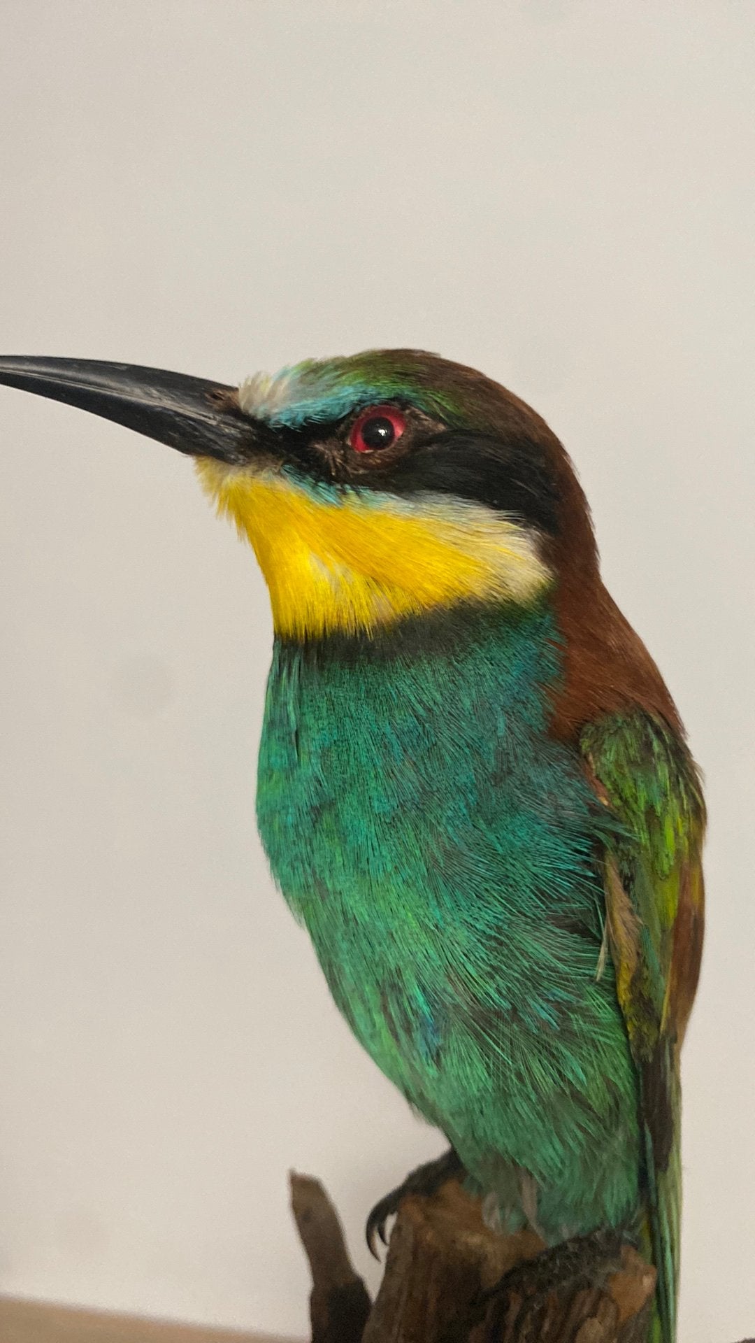 Opgezette vogel dieren taxidermie, Ophalen of Verzenden, Zo goed als nieuw, Vogel, Opgezet dier
