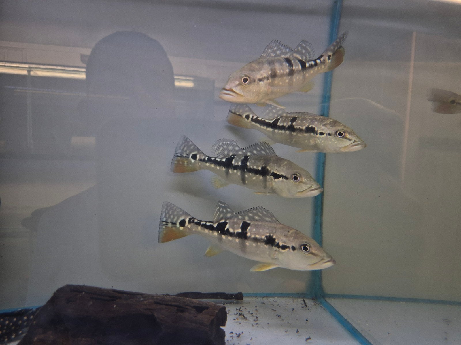 cichla pinima, Vis, Zoetwatervis