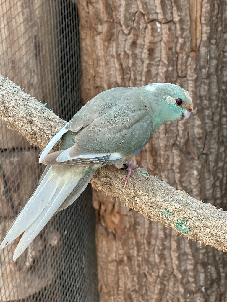 Kakariki koppels, Meerdere dieren, Parkiet