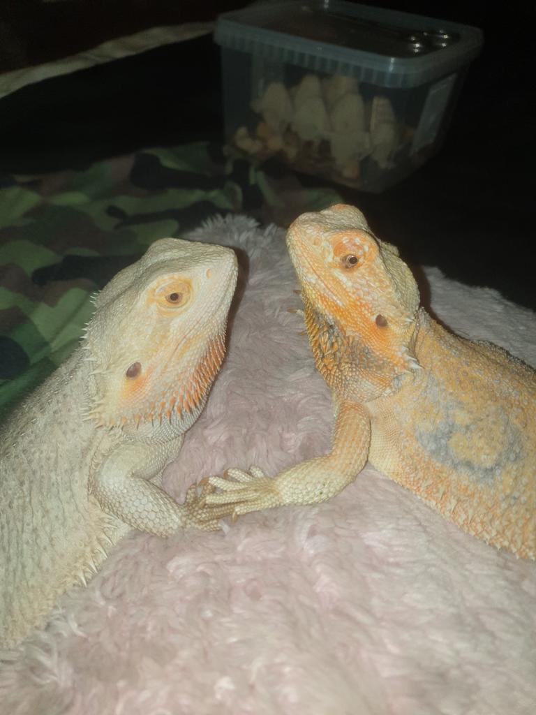 Baardagamen 16 st nu kan nog meer worden foto 1  zijn pa&ma, Dieren en Toebehoren, Hagedis, 0 tot 2 jaar
