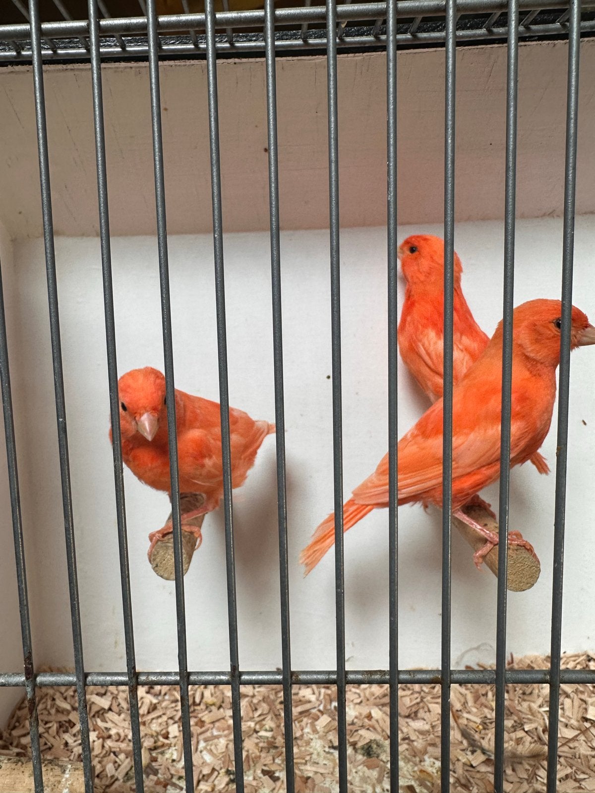 Te koop, rode kanarie