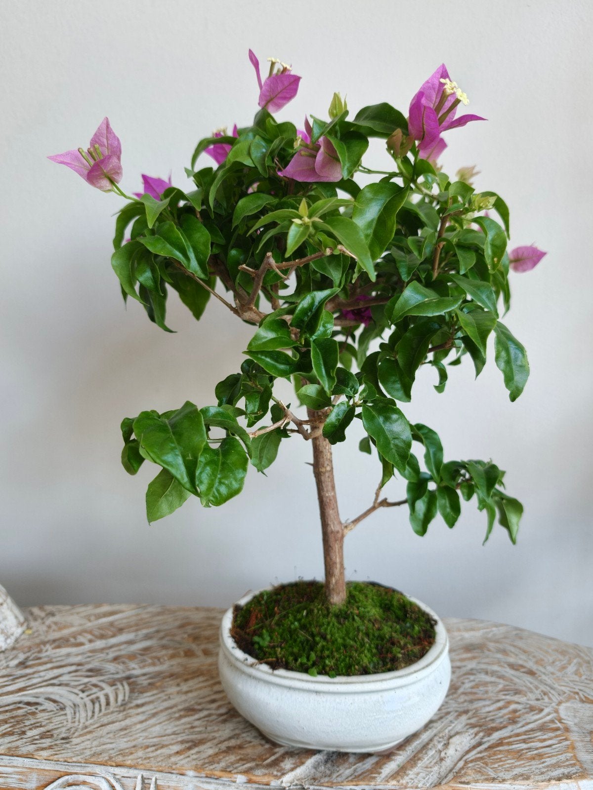 Bougainvillea Glabra bonsai, Bloeit niet, Halfschaduw, Minder dan 100 cm, Overige soorten