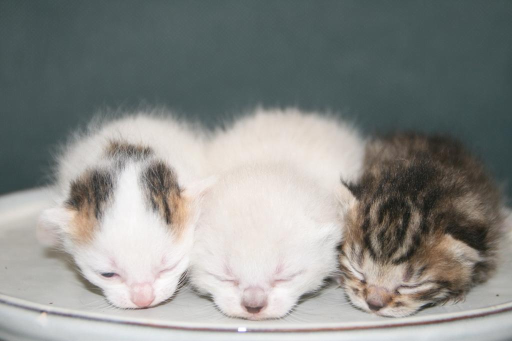 Europese korthaar kittens, Dieren en Toebehoren, Meerdere dieren