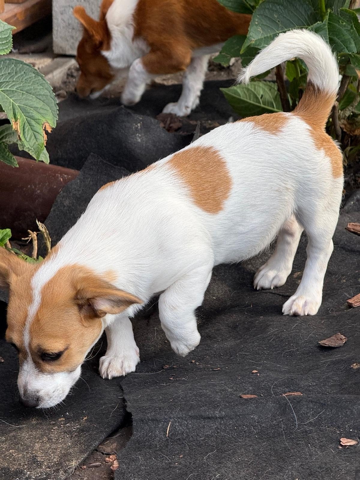 kleine Raya teef zoekt thuis, Dieren en Toebehoren, Honden | Niet-rashonden, Particulier, 15 weken tot 1 jaar, Buitenland, Teef
