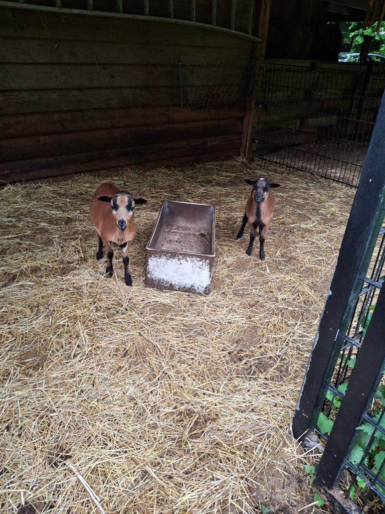 Twee kameroen bokjes., Dieren en Toebehoren, Schapen, Geiten en Varkens, Mannelijk, Geit